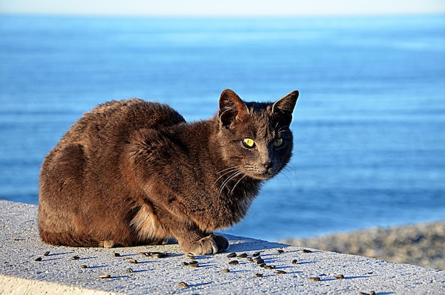 Black cat on a background of the sea