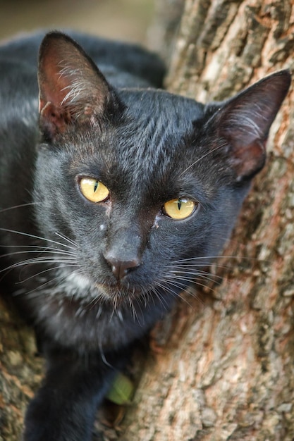 Black cat climbing on a tree Sit and lie down and enjoy.