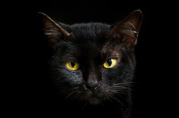 black cat  front of eyes is yellow. Halloween black cat  Black background