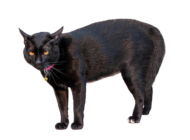 Black cat is threatening isolated on white background with clipping path