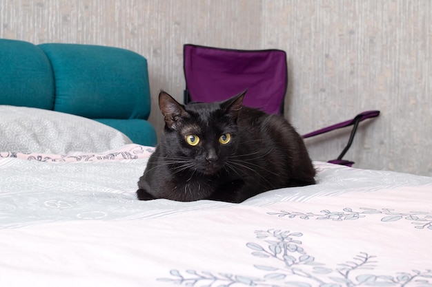 Black cat lying on the bed closeup