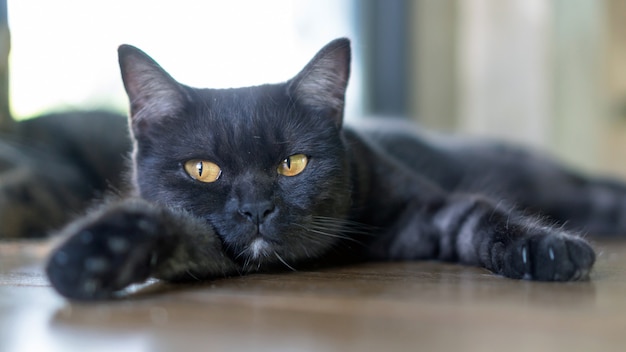 Black cat lying on the floor