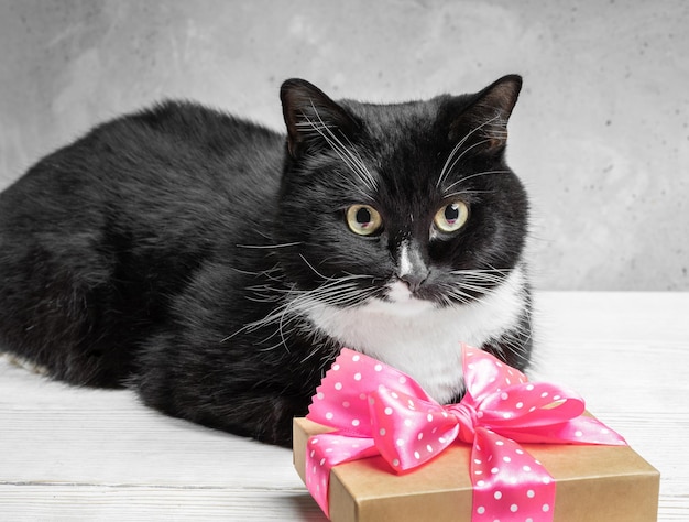 Black cat lying on white wooden table and keeping present cardboard gift box with pink polka dot ribbon bow and looking at camera Neutral gray concrete background Festive image with lovely pet