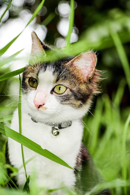 Black cat playing on green grass Cute cat playing on the grass