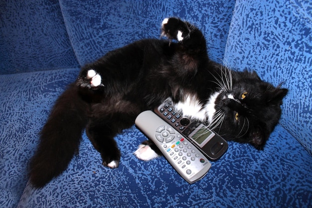 Black cat plays with remote control and phone tube on the sofa