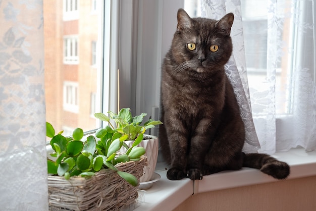 Black cat sits on windowsill near potted houseplants