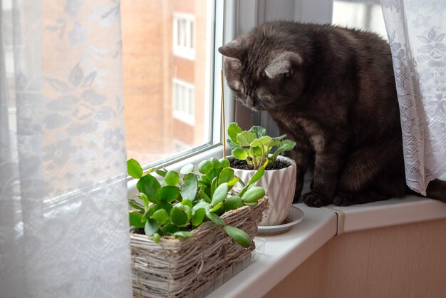 Black cat sits on windowsill and plays with green potted houseplants