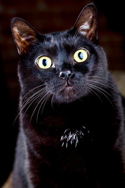 Black cat sitting and looking 