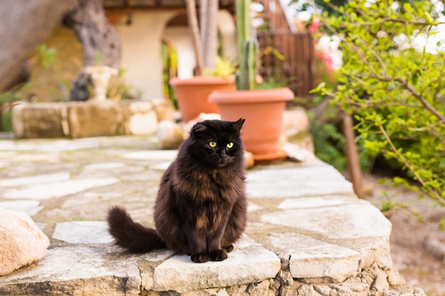 Black cat sitting outdoors in street cafe