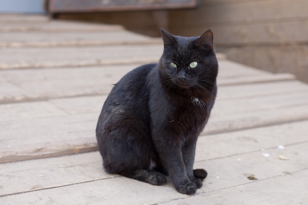 Black cat sitting on the street