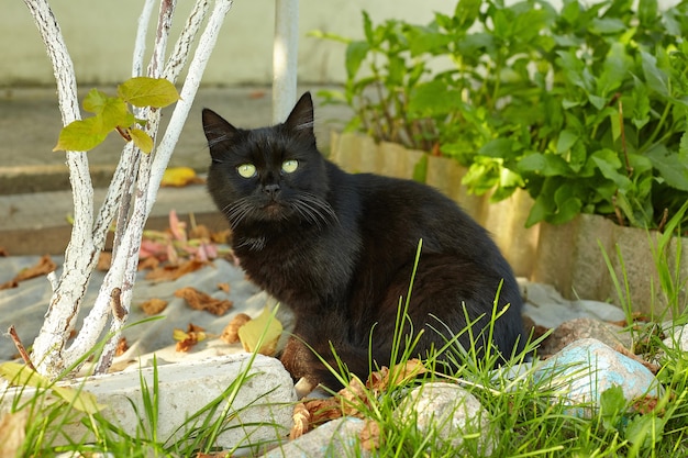 Black cat stares intently at the camera