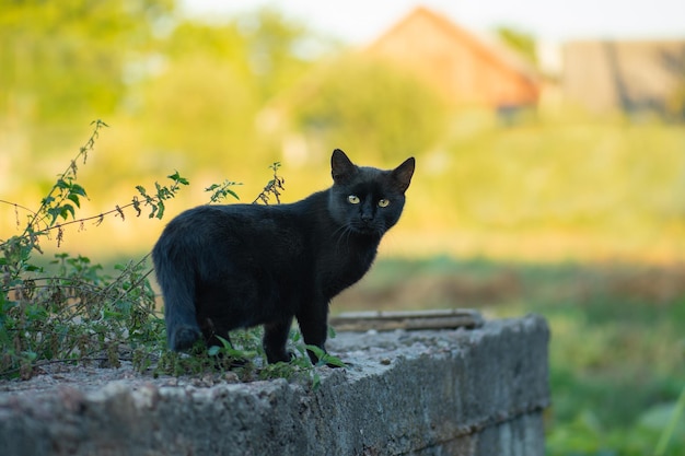 Black cat walk in colorful flowers Cute cat standing outdoor in spring or summer flowers field Kitten in the garden with flowers on background