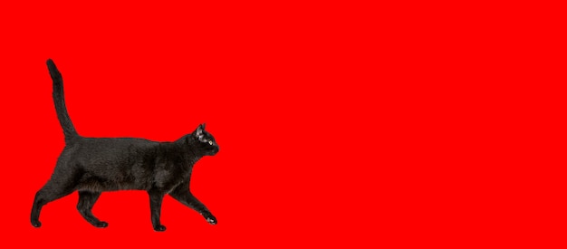 Black cat walking against red background