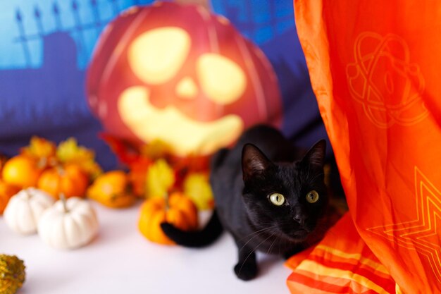 Black Cat wearing hat for halloween lying on halloween background.