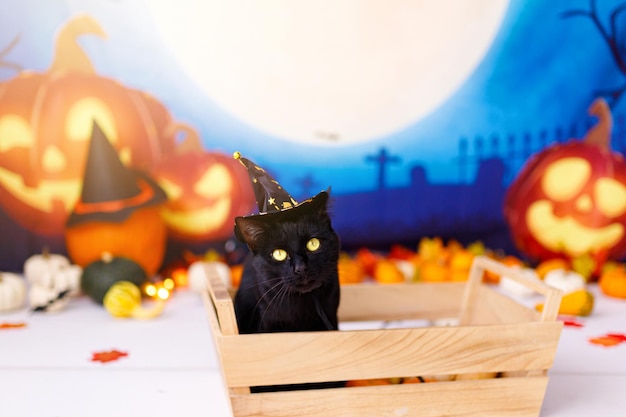 Black Cat wearing hat for halloween lying on halloween background.