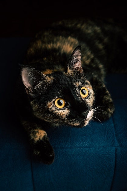 A black cat with red spots lies on a blue sofa