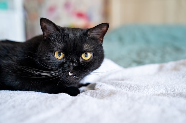 Black cat with sticking fangs. wrong bite and tooth problems in animals. Pets.