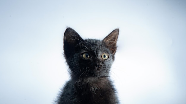 Black cat with white background