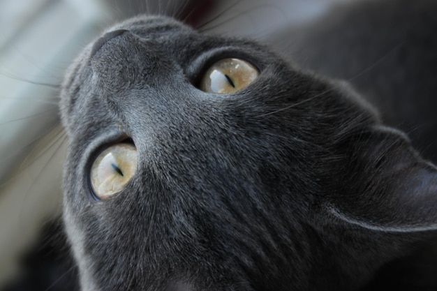 A black cat with yellow eyes and a black nose.