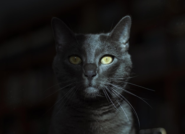 A black cat with yellow eyes is sitting in a dark room.