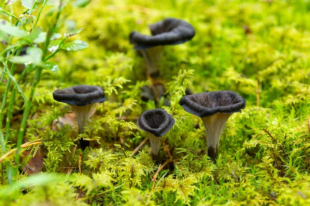 Photo black chanterelle mushrooms in wild forest