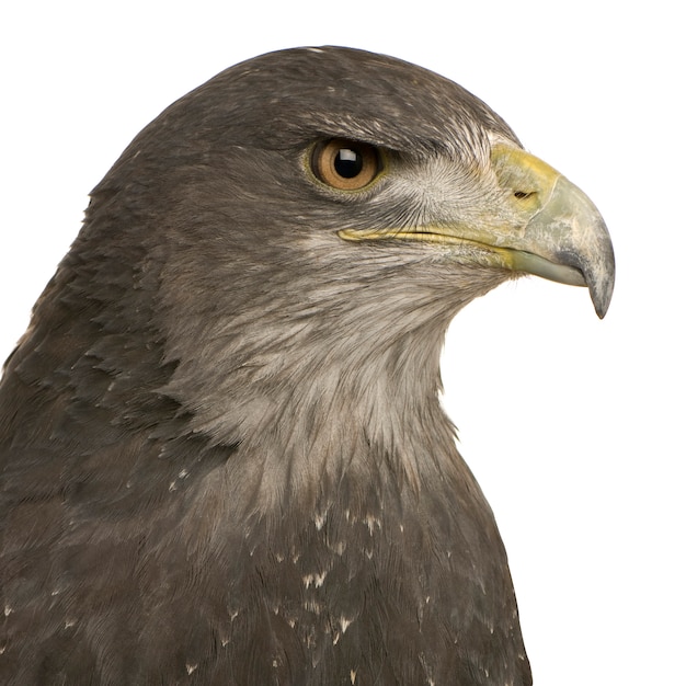 Black-chested Buzzard-eagle- Geranoaetus melanoleucus in front on a white isolated