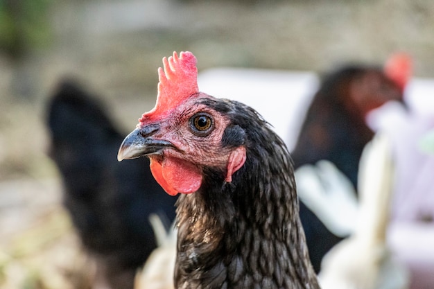 Black chicken close-up on the farm. Laying hen on grazing. Natural farm production.