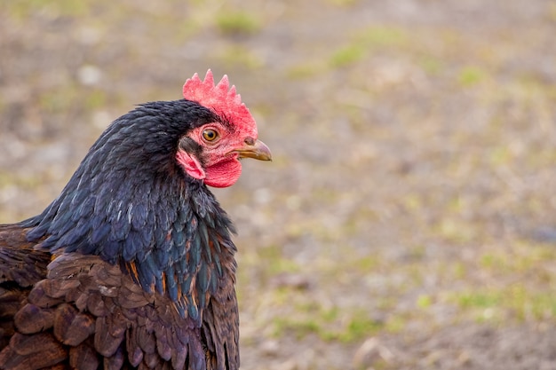 Black chicken close up on the farm