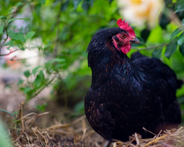 Black chicken in the yard