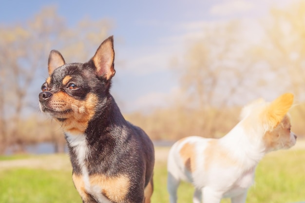 Black chihuahua in focus and white defocused Dogs on the background of nature