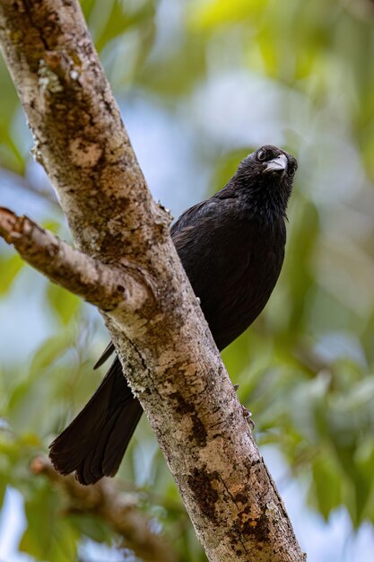 Photo black chopi blackbird