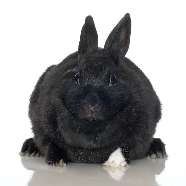 Black Close up on rabbit isolated