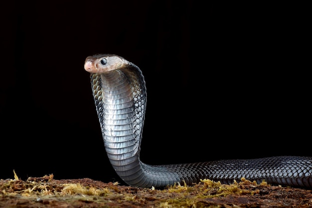 A black cobra is seen in this undated photo.