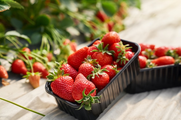 Black container full of fresh ripe strawberries