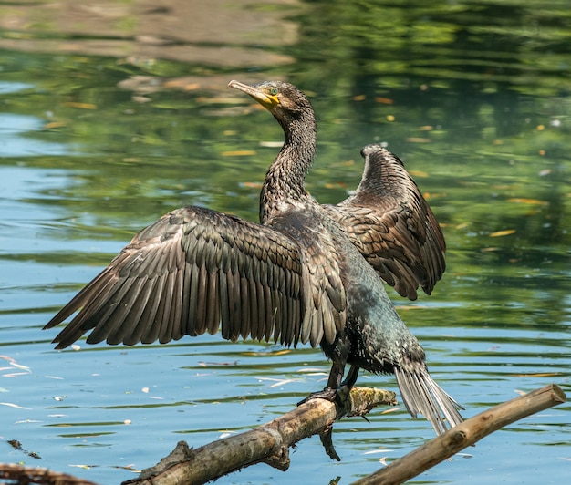 Black cormorant bird on a log drying his wings in sun in zoo