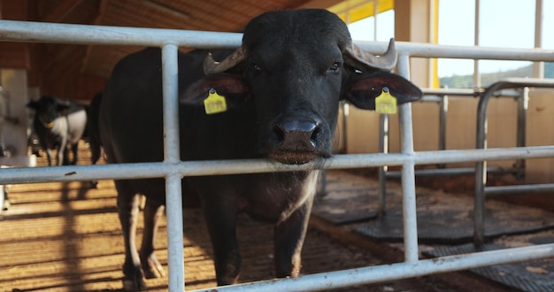 Black cow or bull looks at the camera standing in a cowshed on a farm Industrial modern breeding cattle