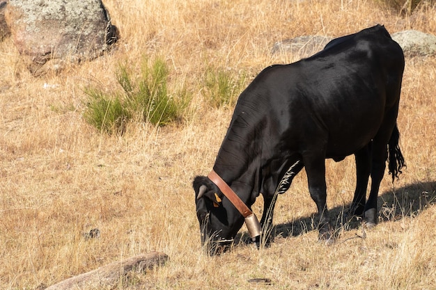 A black cow grazes with many flies on the head in the pastures of Extremadura eating grass