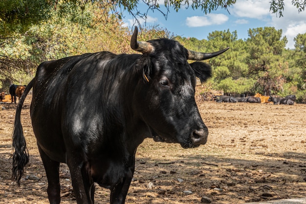 Black cow resting