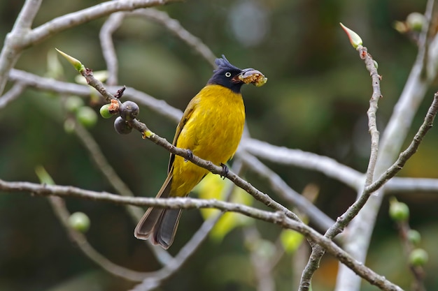 Black-crested Bulbul Pycnonotus flaviventris Birds Eating a Fruit