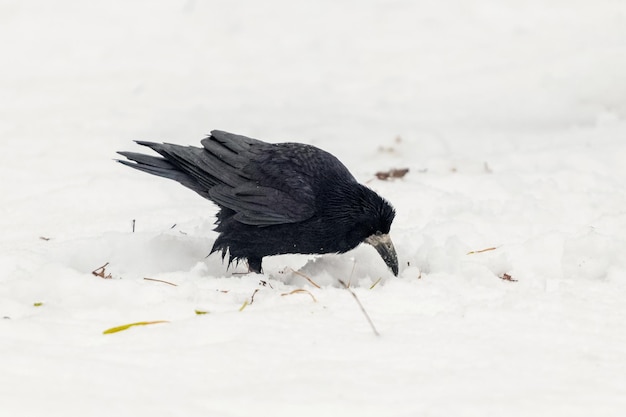 A black crow dug through the snow in winter looking for food