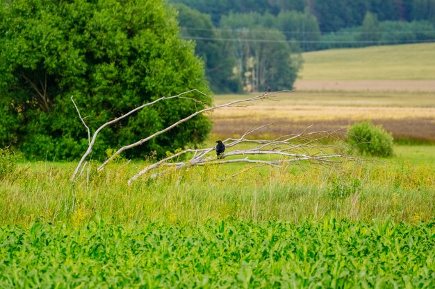 Black crow in a field on a dry tree