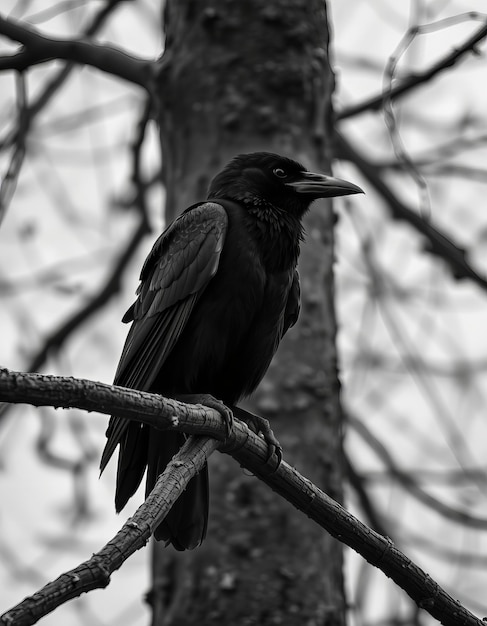 a black crow sits on a branch with a sky background