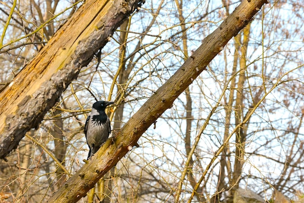 A black crow sits on a tree branch in the spring