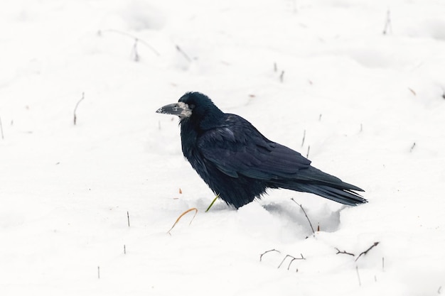 Black crow in the winter park on the snow in cold weather