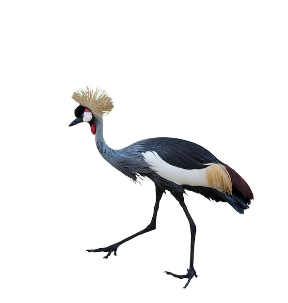 Black crowned crane Isolated on White Background