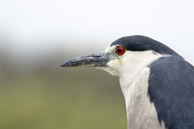 Black crowned night heron