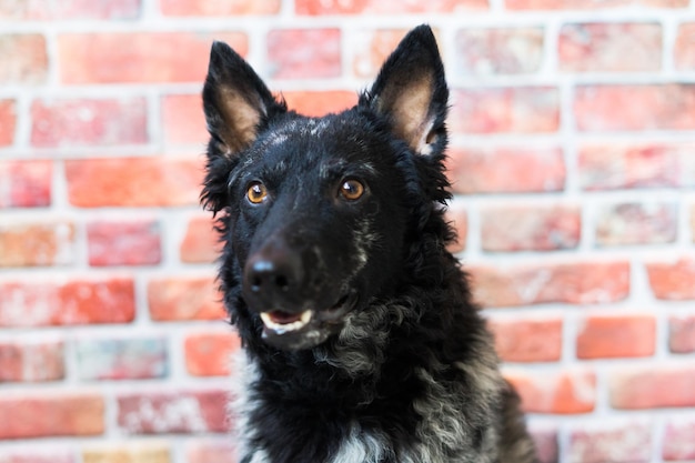 Black curly dog closeup portrait in studio posing smiling