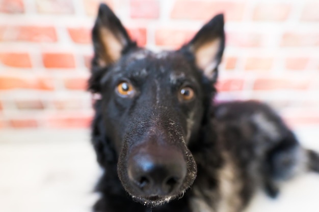 Black curly dog closeup portrait in studio posing smiling