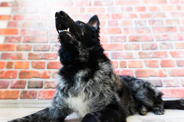 Black curly dog closeup portrait in studio posing smiling