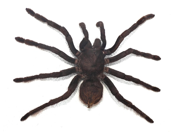 Black curlyhair tarantula